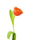 A single blooming tulip Royalty Free Stock Photo