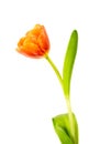 A single blooming Tulip Royalty Free Stock Photo