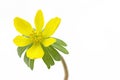 Single blooming winter aconite