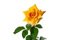 Single blooming yellow rose with green leaves on white background Royalty Free Stock Photo