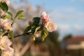 Single blossom branch of apple tree