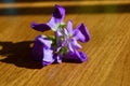 Single blossom closeup purple hoary stock matthiola incana