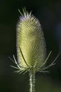 Single blossom of a common teasel Royalty Free Stock Photo