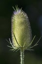 Single blossom of a common teasel