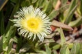 Single blossom of a Fenestraria aurantiaca, or baby toes, plant Royalty Free Stock Photo