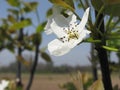 Single blossom of a pear tree in spring. Tuscany, Italy