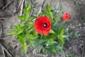 Single Blossom Of Red Poppy (Papaver Rhoeas) On Agricultural Soil
