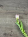 Single blossom of tulip isolated on wood