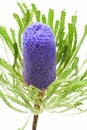 Single blue banksia flower Royalty Free Stock Photo