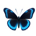 A single blue and black butterfly sits on a white background Royalty Free Stock Photo