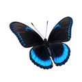 A single blue and black butterfly on a white background Royalty Free Stock Photo