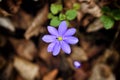 Single blue blossom with yellow center and small bug above blurred brown foliage Royalty Free Stock Photo