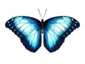 Single Blue Butterfly morpho on a white background.