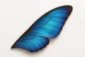 Single blue butterfly wing macro on white background diagonal layout with raking light revealing layered scales for nature pattern Royalty Free Stock Photo