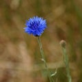 Single blue cornflower with bokeh background Royalty Free Stock Photo