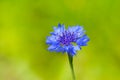 Close up of blue Cornflower on green background Royalty Free Stock Photo