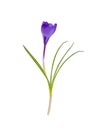 Single blue crocus, spring flower. Royalty Free Stock Photo