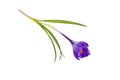 Single blue crocus, spring flower. Royalty Free Stock Photo