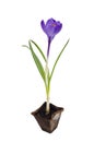 Single blue crocus, spring flower. Royalty Free Stock Photo
