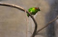 Single Blue-Crowned Lorikeet Royalty Free Stock Photo