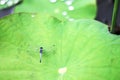 Single blue dragonfly catching on green lotus leaves with water drop in natural pond background Royalty Free Stock Photo