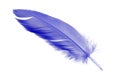 Single blue feather bird isolated on white background Royalty Free Stock Photo