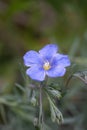 Single blue flax flower