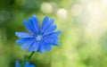 Single of blue flower with blurred green background with beautiful bokeh. Close-up. Selective focus Royalty Free Stock Photo