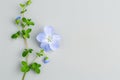 Single blue flower with green leaves on a light gray background Royalty Free Stock Photo