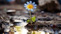 a single blue flower growing out of a muddy puddle