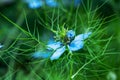 Single blue flower of love-in-a-mist or ragged lady or devil on flower bed in summer garden Royalty Free Stock Photo