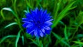 Single blue flower Royalty Free Stock Photo