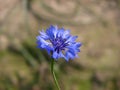 Single blue flower Royalty Free Stock Photo