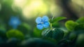 Single Blue Flower in Soft Sunlight Royalty Free Stock Photo