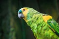 Single Blue-Fronted Amazon Parrot (Amazona aestiva) Royalty Free Stock Photo