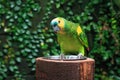 Single Blue-Fronted Amazon Parrot (Amazona aestiva) Royalty Free Stock Photo