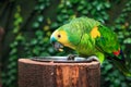 Single Blue-Fronted Amazon Parrot (Amazona aestiva) Royalty Free Stock Photo