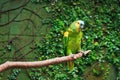 Single Blue-Fronted Amazon Parrot (Amazona aestiva) Royalty Free Stock Photo