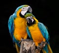 Single blue and gold macaw parrot Royalty Free Stock Photo