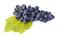 Single blue grape cluster on leaf Royalty Free Stock Photo