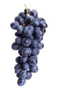 Single blue grape cluster Royalty Free Stock Photo