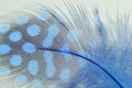 Single Blue Guinea Feather Macro Background