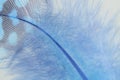 Single Blue Guinea Feather Macro Background