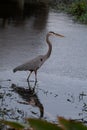 Blue heron strolling through water Royalty Free Stock Photo