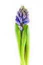 Single blue hyacinth