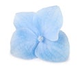 Single Blue Hydrangea flower isolated Royalty Free Stock Photo