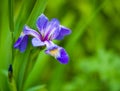 Blue Iris flower on green