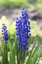 Single blue muscari flower (Grape Hyacinth) Royalty Free Stock Photo