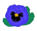 Single blue pansy with leaves