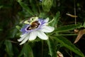 Blue Passiebloem flower with bee